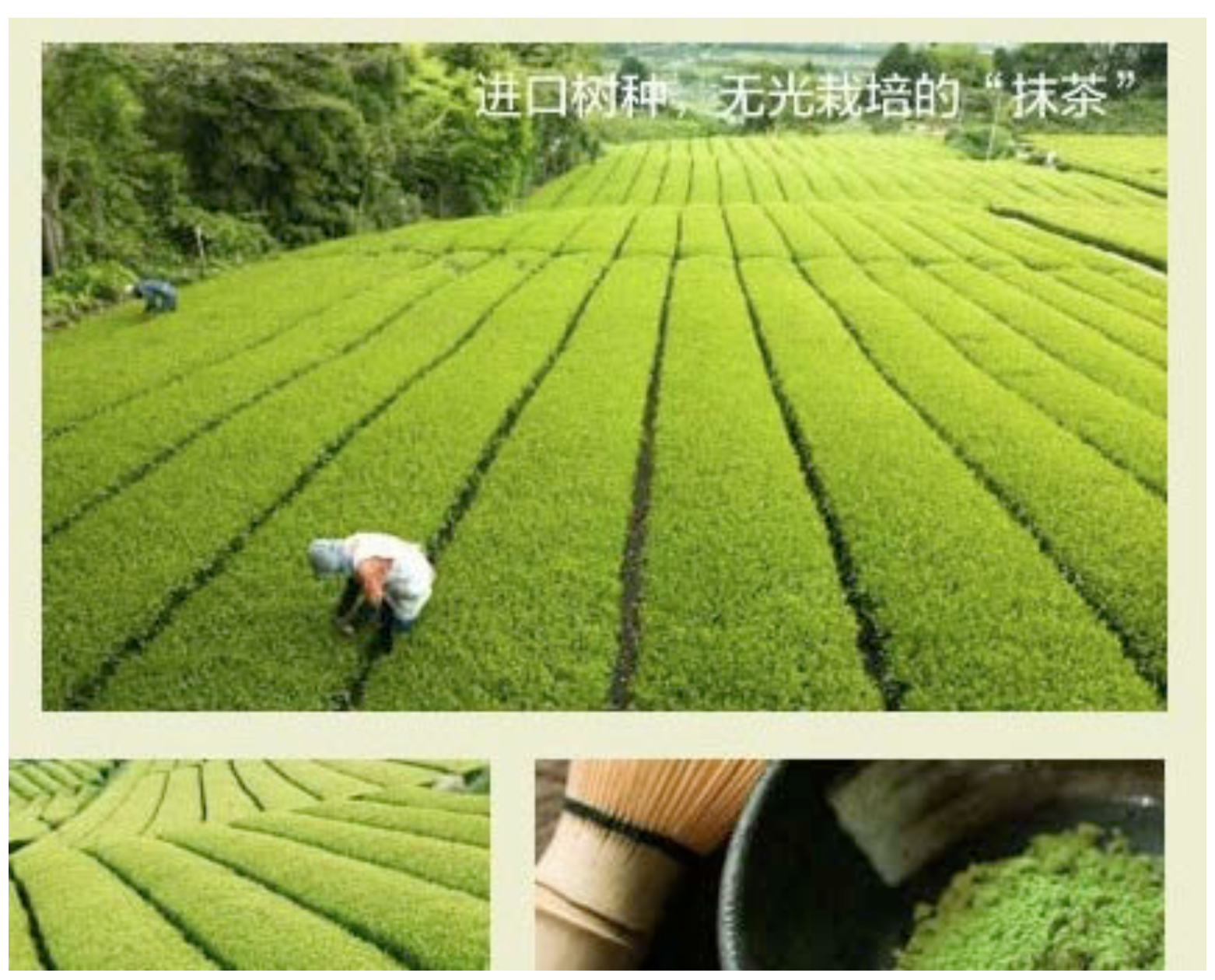 Japan The Home Of The Best Green Tea
